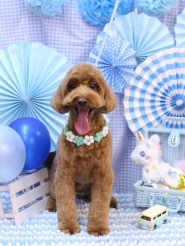 20231105テディくん